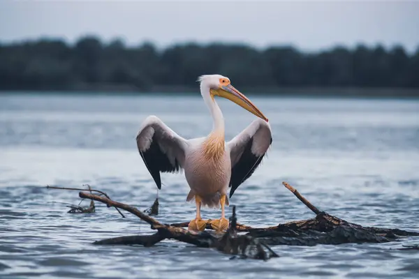 Pelican Het Meer Donaudelta Roemenië Rechtenvrije Stockafbeeldingen