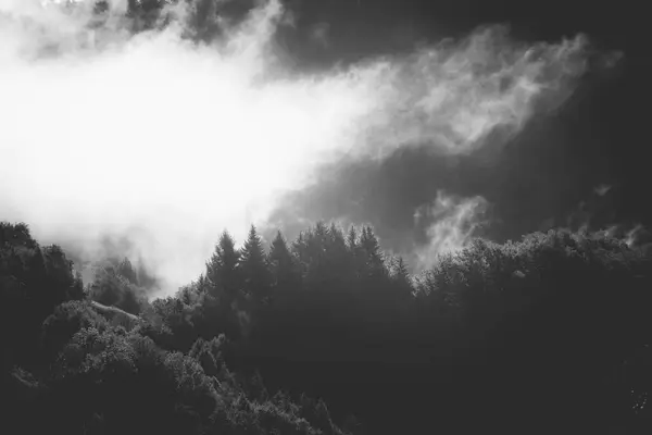 Evaneszkáló Atmoszféra Erdőben Ködbe Burkolózva Ködös Hegyvidéki Táj Fenyőerdővel Jogdíjmentes Stock Képek