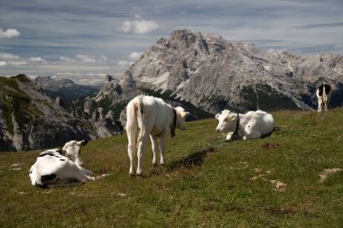 İtalya 'nın Dolomitler bölgesindeki Tre Cime di Lavaredo' da mavi gökyüzünün altında yeşil çimenler altında otlayan inek sürüsü ile Idyllic manzarası.
