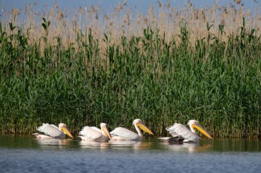 Romanya 'nın Tuna Deltası' ndaki Pelikan kolonisi