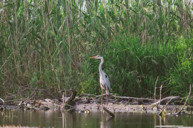 Büyük bir kuş türü olan gri balıkçıl, Tuna Deltası bölgesinde bulunur.