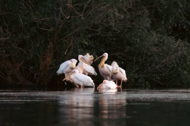 Romanya 'nın Tuna Deltası' ndaki Pelikan kolonisi