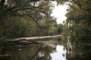 Romanya 'nın Tuna Deltası' ndaki güzel ve kamış manzarası