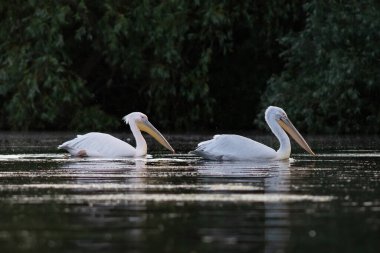 Romanya 'nın Tuna Deltası' ndaki Pelikan kolonisi