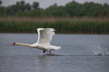 Sihirli dilsiz kuğular, Romanya 'nın Tuna deltasında turuncu gün batımı