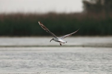Romanya 'nın Tuna Deltası' ndaki Kara Kafalı Martılar (Chroicocephalus ridibundus)