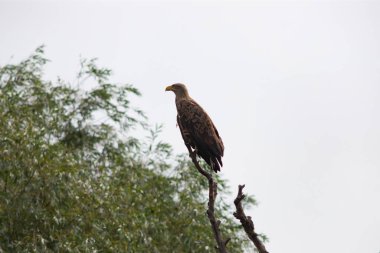 Tuna deltasındaki beyaz kuyruklu kartal (Haliaeetus albicilla)