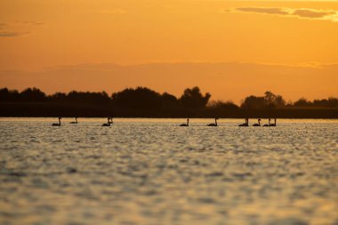 Sihirli dilsiz kuğular, Romanya 'nın Tuna deltasında turuncu gün batımı