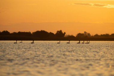 Sihirli dilsiz kuğular, Romanya 'nın Tuna deltasında turuncu gün batımı