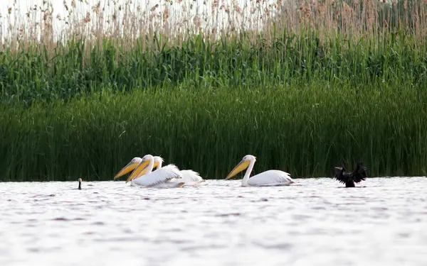Pelican Colony Black Cormorants Donaudelta Roemenië Stockfoto