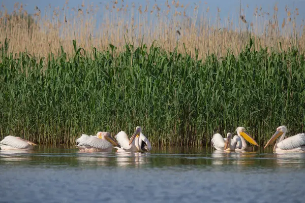 Colonia Pelican Nel Delta Del Danubio Romania Foto Stock