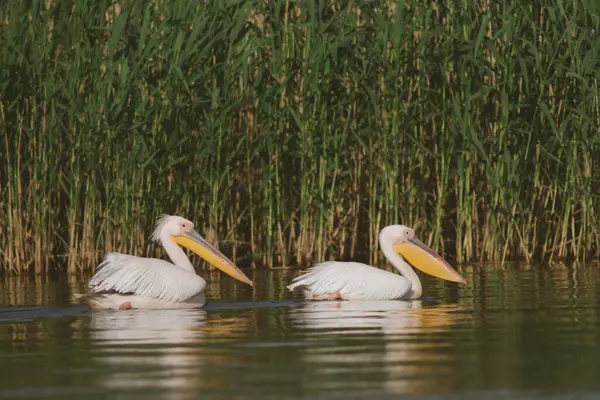 Pelican Colony Donaudelta Roemenië Stockfoto