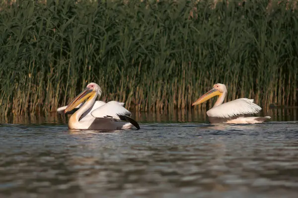 Pelican Colony Donaudelta Roemenië Rechtenvrije Stockfoto's