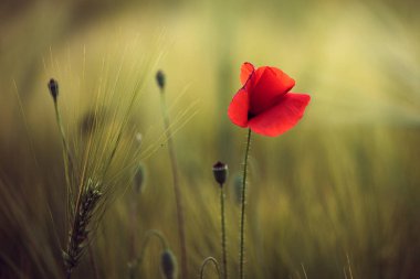 Canlı haşhaş tarlası - Ateşkes veya Anma Günü konsepti