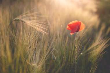 Canlı haşhaş tarlası - Ateşkes veya Anma Günü konsepti