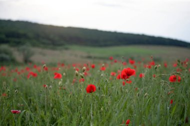 Canlı haşhaş tarlası - Ateşkes veya Anma Günü konsepti