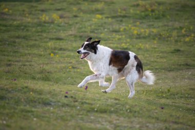 Bahar otlağında güzel çoban köpeği