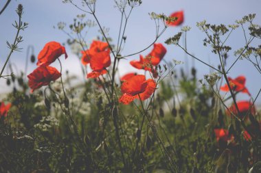 Canlı haşhaş tarlası - Ateşkes veya Anma Günü konsepti