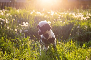 Sihirli gün batımında bahar çayırında otlayan sevimli küçük kuzucuk. Paskalya tatili konsepti.