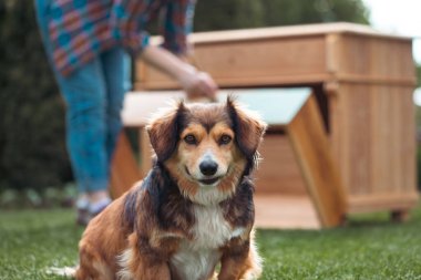 Bahçede köpeğiyle ahşap mobilya boyayan bir kadın. Ev dekorasyonu yeniden biçimlendiriliyor