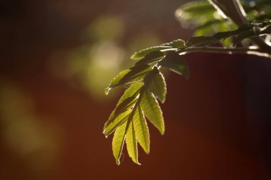 Staghorn sumac (Rhus typhina), güneşe yakın çekim yaparak geride kalır.