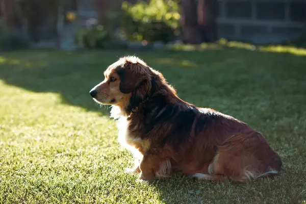 Bahar çimlerinde sevimli kırma köpek.