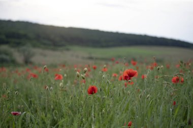 Canlı haşhaş tarlası - Ateşkes veya Anma Günü konsepti