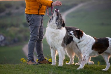 İnsan doğada köpekleriyle gün batımında.