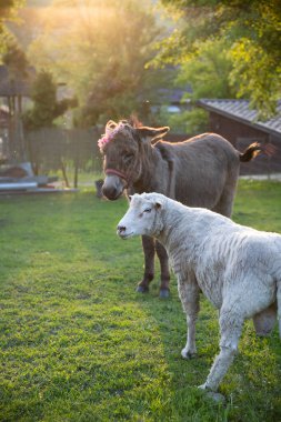 Eşek ve koyun çiftlikte gün batımında.