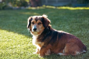 Bahar çimlerinde sevimli kırma köpek.