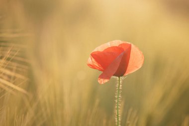 Canlı haşhaş tarlası - Ateşkes veya Anma Günü konsepti