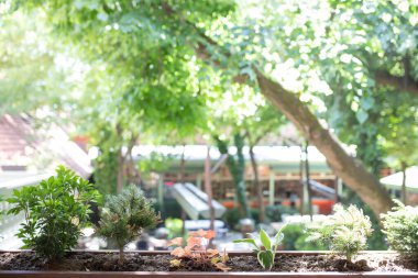 Rahat bir terasta büyük bir tencerede çeşitli bitkiler..