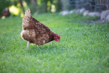 # Yeşil çimenlikteki tavuklar #.