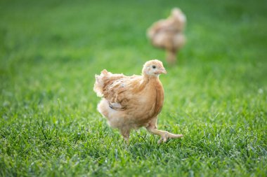 # Yeşil çimenlikteki tavuklar #.