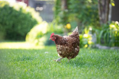 # Yeşil çimenlikteki tavuklar #.