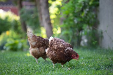 # Yeşil çimenlikteki tavuklar #.