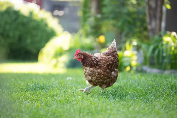 # Yeşil çimenlikteki tavuklar #.