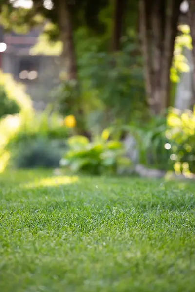 stock image Ground level view of a well maintained and recently cut lawn seen within a large garden .