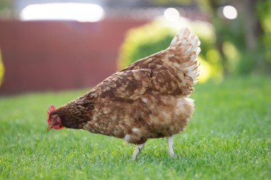 # Yeşil çimenlikteki tavuklar #.