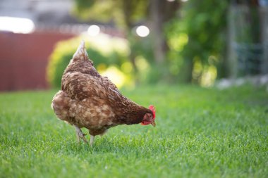 # Yeşil çimenlikteki tavuklar #.