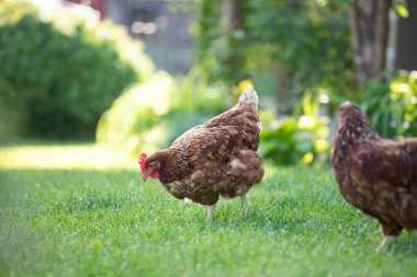 # Yeşil çimenlikteki tavuklar #.