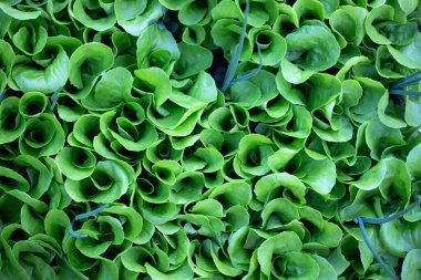 Bahçeye ekilmiş taze organik yeşil salata..