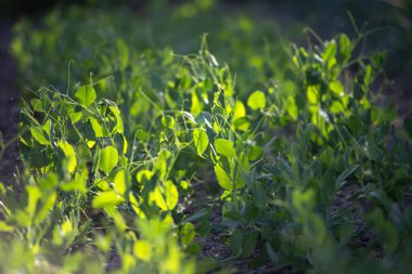 Genç bezelye bitkilerinin filizleri güneşin ışınlarıbir alanda sırasıra büyür.