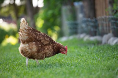 # Yeşil çimenlikteki tavuklar #.