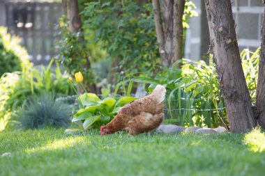 # Yeşil çimenlikteki tavuklar #.