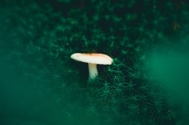 Yeşil yaz ormanındaki çimlerin içindeki orman mantarlarının güzel yakın çekimi