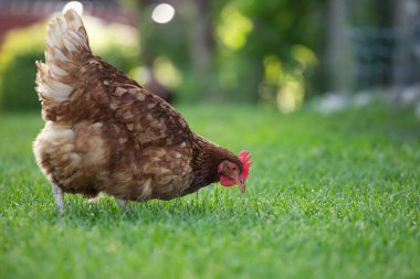 # Yeşil çimenlikteki tavuklar #.