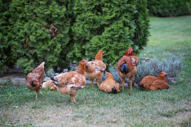 # Yeşil çimenlikteki tavuklar #.