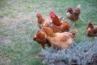 # Yeşil çimenlikteki tavuklar #.