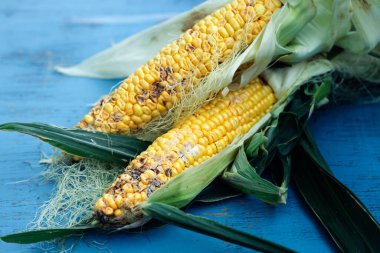 Hasarlı mısır. Böcek, hastalık ve küf kontrolü ve yönetim kavramı.